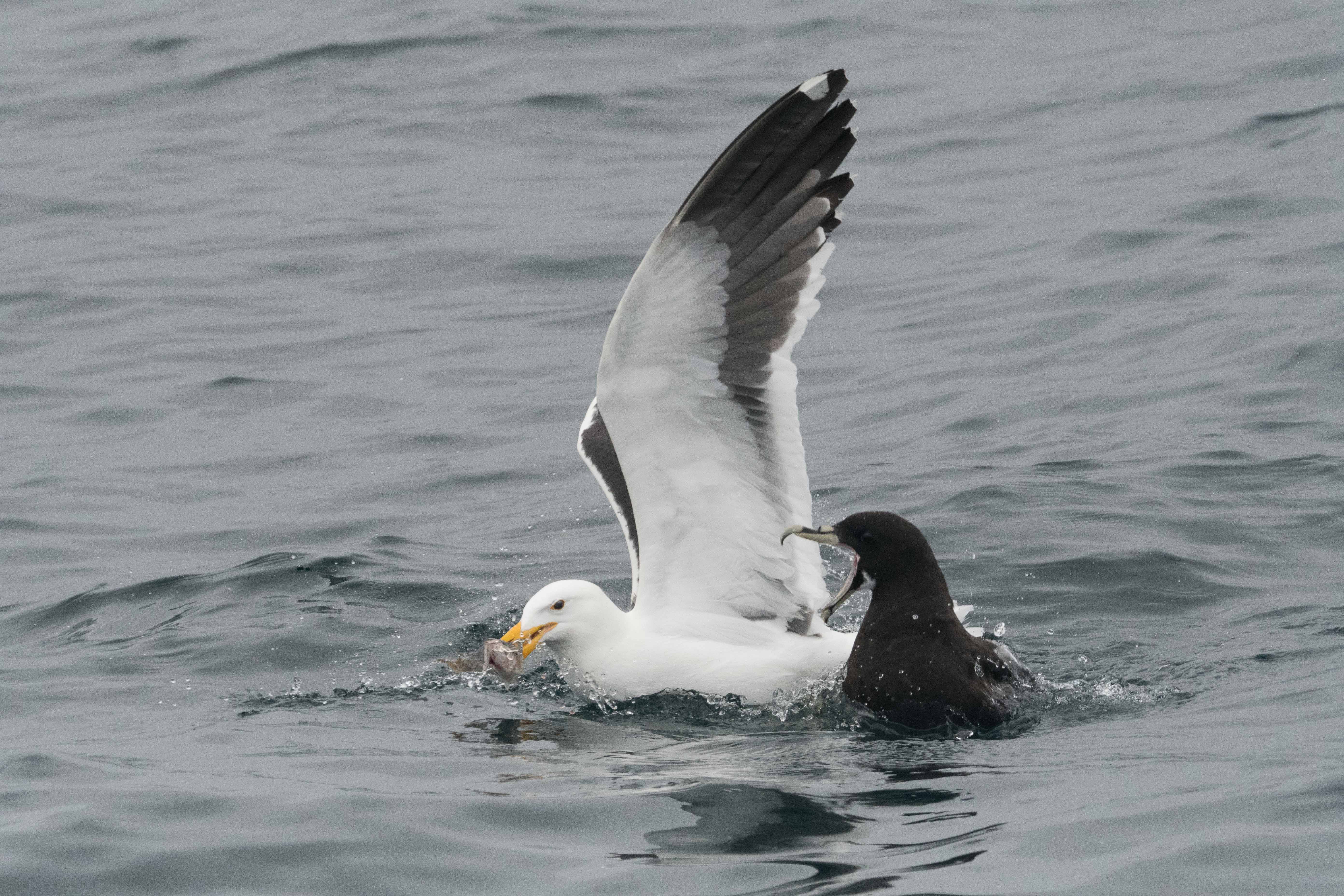 Goéland dominicain (Kelp gull, Larus dominicanus) parasitant un Puffin à menton blanc (White-chinned petrel, Procellaria equinoctialis),   Walvis bay, Namibie.